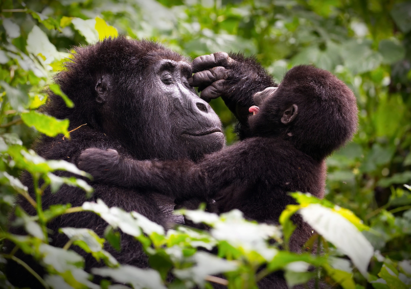 Gorilla Trek