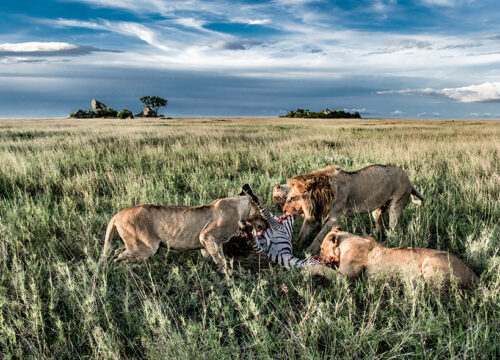 Maasai Mara Tour