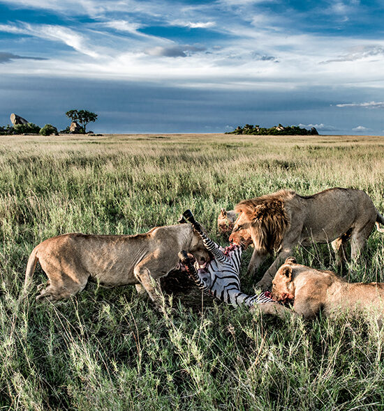 Maasai Mara Tour