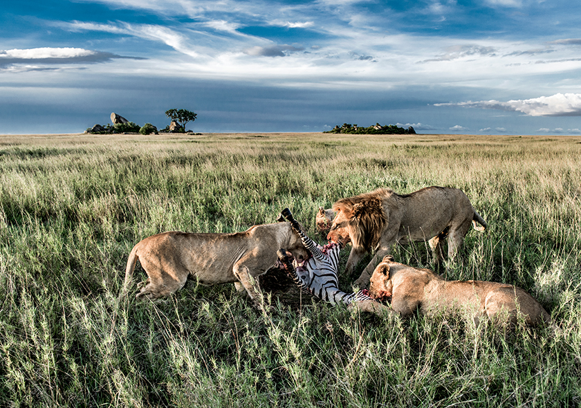 Maasai Mara Tour