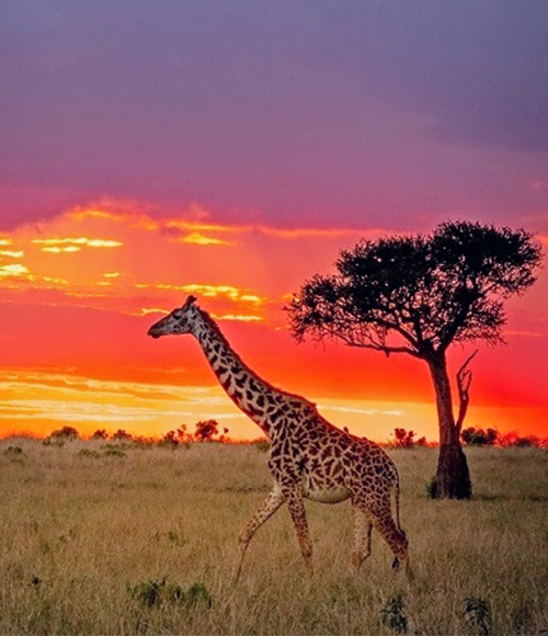 Maasai Mara